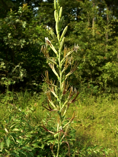 {Manfreda virginica}